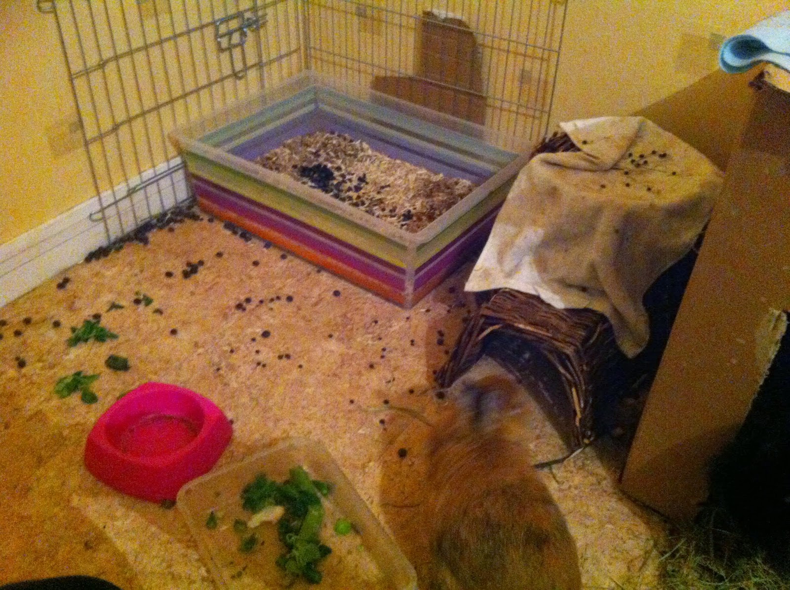 Mon Lapin Mattaque Quand Je Ramasse Ses Crottes